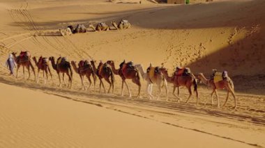 Develer Fas çölünde tek sıra halinde yürürler. Geleneksel Fas giysileri içinde bir kişi önde yürüyor, develeri kumlu araziden geçiriyor..
