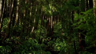 Yoğun bir Portekiz ormanının sakin manzarası. Güneş ışığı yavaşça uzun, yeşil ağaçların arasından süzülerek barışçıl ve mistik bir atmosfer yaratıyor. Bataklık, ağaçlar ve yemyeşil yapraklı bitkiler