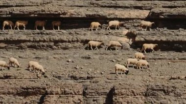 Bir koyun sürüsü kayalık Fas dağlarında otluyor. Koyunlar açık kahverengi ve beyazdır ve seyrek bitkileri otlatıyor gibi görünürler. Doğa, seyahat veya tarım.