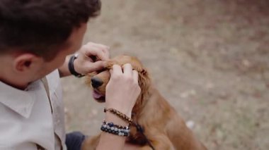 Genç bir adam parkta sevimli Cocker Spaniel köpeğiyle nazikçe oynuyor. Evcil hayvan ve sahibi arasındaki bağ, bu sevgi, bağlantı ve mutluluğun iç açıcı videosunda açıktır..
