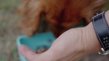 Şirin, altın renkli bir Cocker Spaniel köpeği dışarıda yemek yiyor. Yakınlarda bir insan eli var, bakım ve ilgi sunuyor. Bu iç açıcı sahne evcil hayvan ve sahibi arasındaki bağı yakalıyor. Cocker Spaniel Köpek.