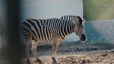 Hayvanat bahçesinde tek başına bir zebra duruyor. Ağzından salyalar akıyor. Kaplama basit, toprak ve bir duvarla. Ön planda kısmi bir çit görünür..