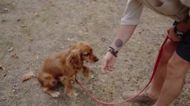 Şirin, altın renkli bir Cocker Spaniel köpeği, erkek sahibi onu şımartırken kırmızı bir tasma takar. Köpek ikramda bulunmaktan mutlu ve dışarıda sahibiyle vakit geçirmekten zevk alıyor..