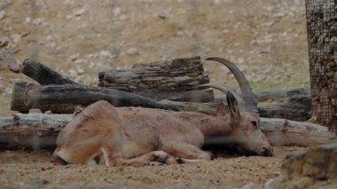 Bir Markhor keçisi hayvanat bahçesinde huzur içinde yatıyor. Büyük kıvrımlı boynuzlar ve dokulu bir palto. Keçi kumlu zeminde yatıyor, yakındaki kütükler ve kayalarla..