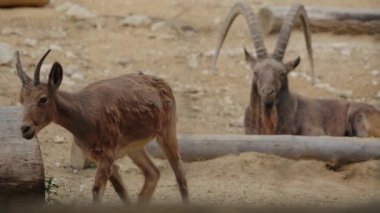 Yetişkin bir erkek dağ keçisi arka planda dinlenirken genç bir dağ keçisi ön planda yürüyor. Keçiler kum, kaya ve ahşap odunlarla çevrili bir hayvanat bahçesindeler. Hayvanlar sağlıklı ve sakin görünüyor..