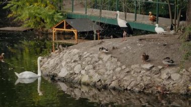 Ördekler, kuğular, leylekler ve hayvanat bahçesindeki diğer kuşlar. Kuşlar kayaların üzerinde duruyor, ahşap köprünün yanında ve küçük ahşap ev. Gölde yüzen kuğu..