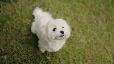 Sevimli Malta köpeği, tüylü beyaz kürkünü ve masum gözlerini göstererek merakla yukarı bakar. Bu büyüleyici yakın plan açık havada köpek cazibesinin özünü yakalar..