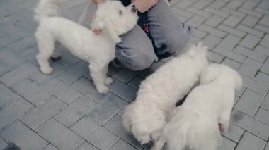 Üç küçük beyaz köpek gri tuğla bir geçitte oturan bir kadının etrafında toplanıyor. Diğerleri etrafı koklayıp keşfederken bir köpek tasma takıyor. Sahne arkadaşlığı, aşkı ve neşeyi çağrıştırıyor..
