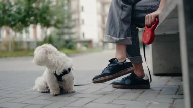 Küçük beyaz bir köpek sahibinin bir bankta tuttuğu bir tasma üzerinde sabırla oturur. Malta 'lı köpek etrafa bakıyor, kentsel çevrenin tadını çıkarıyor.