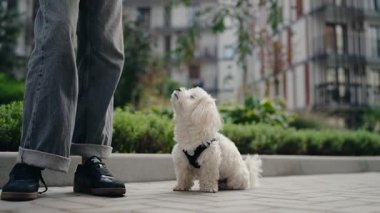Küçük beyaz bir köpek sabırla bir tasma üzerinde oturur ve sahibine bakar. Sahibi uzanır ve köpeğe bir ikram sunar. Köpeğe iyi davranın..
