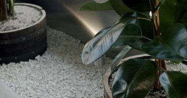 Kauçuk Bitkisi 'nin yakın çekimi bir fıçı bitkisinin içinde. Beyaz çakıl taşları üssün etrafını sarmış. Karanlık, kasvetli bir atmosfer. Arkaplan, ev dekoru temaları veya sakin ayarlar için kullan.