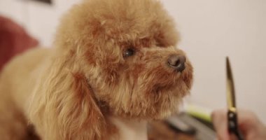 Profesyonel evcil hayvan tımarcısı makasıyla sevimli köpek tıraşı yapıyor. Kadın kuaförde kuaförlük yapıyor. Bakım salonu. Şirin köpek saçını kestiriyor..