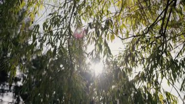 Parlak yeşil söğüt yapraklarının arasından söğüt ışınlarını yakalayan sakin ve güzel bir doğal manzara yaratan sakin bir görüntü. Güneş Işığı Taze Yeşil Söğüt Yaprakları Arasında Filtreleniyor