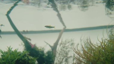 Su bitkileri arasında yüzen bir balığın sakin ve huzurlu bir atmosfer yarattığı sakin bir sualtı sahnesi. Melek balığı ve yemyeşil su bitkileriyle Sakin Akvaryum Sahnesi