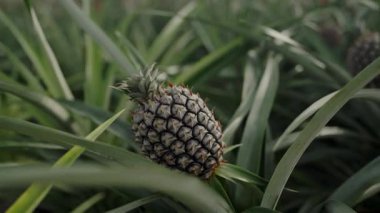 Yoğun yeşil yapraklara yuva yapmış olgun bir ananasın doğal büyüme ve tropikal tarımı vurgulayan detaylı bir görüntüsü. Ekinlikte büyüyen ananasa yakın çekim, meyve yetiştirme