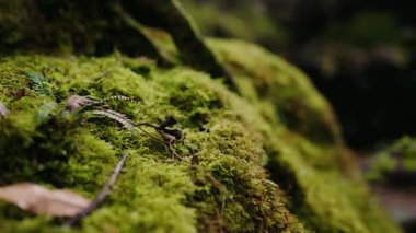 Ormanın zeminini kaplayan yemyeşil yosunların yakın plan fotoğrafı doğal ve huzurlu bir manzara sağlıyor. Yoğun, canlı yosun bu sakin orman ortamında dokulu bir manzara yaratır..