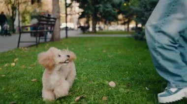 Küçük, tüylü bir köpek sahibi ile parkta yürüyor. Köpek, insan arkadaşının yanındaki çimenlerde oynamaktan hoşlanır. Güzel park ortamında köpek ve sahibi arasındaki bağ. Boş, kaygısız mutluluk..