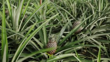 Portekiz kırsal kesiminde canlı yeşil yapraklar arasında genç bir ananas meyvesi ortaya çıkar ve doğal büyüme ve tarımsal arka planı gözler önüne serer..