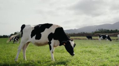 Siyah ve beyaz bir inek yemyeşil bir çayırda otlar ve arka planda manzaralı bir dağ manzarası vardır. Diğer inekler tarlaya dağılmış, huzurlu bir kırsal alan yaratıyorlar..