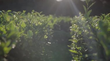 Bereketli, yeşil bir bahçenin yaprakları arasından süzülen güneş ışığının sakin ve güzel doğaları aydınlatan sakin bir görüntüsü. Taze Yeşil Yapraklar Arasında Güneş Işığı Filtresi