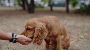 A cute golden Cocker Spaniel puppy gently takes a treat from a persons hand in a park. The dog is wearing a red harness and enjoying the attention. Golden Cocker Spaniel Dog.