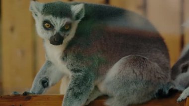 Halka kuyruklu bir lemur ahşap bir kirişe oturur ve kameraya bakar. Kalın kürkü gri ve beyazdır ve büyük turuncu gözleri dikkatle bakar. Arka plan yumuşak, sıcak kahverengi bir renktir..