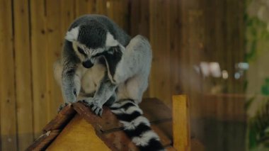 Halka kuyruklu bir lemur küçük bir ahşap evin tepesinde oturuyor, titizlikle kendini tımar ediyor. Lemurlar, hayvan krallığındaki hijyenin önemini vurgulamak için ifadeye odaklanmış durumdalar..