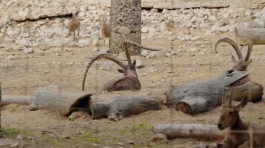 Ibex with large curved horns resting on sand in a zoo enclosure. Other ibex wander and rest in the background. The animals are behind a wire mesh fence. Rocks and logs complete the scene.