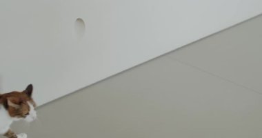 Beyaz bir duvar boyunca yürüyen beyaz bir kedi ve açık gri zemin. Kedi beyaz, turuncu ve siyah kürke sahiptir. Duvarda bir delik var..