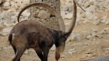 Görkemli bir Markhor keçisi hayvanat bahçesinin etrafında yürüyor. Etkileyici, sarmal boynuzları yukarı doğru kıvrılıyor, vahşi doğasının bir kanıtı..