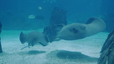 Küçük balıkların eşlik ettiği akvaryum tankında zarif bir şekilde yüzen güzel vatoz. Mükemmel deniz yaşamı ve doğa severler için sualtı sahnesi. Mavi sularda yüzen vatoz manzarası