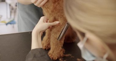Groomer yavru köpek saçlarını tarıyor. Profesyonel evcil hayvan tımarcısı makasıyla sevimli köpek tıraşı yapıyor. Komik köpek sakince kuaförde oturdu. Kaniş köpeği saçını kestiriyor..
