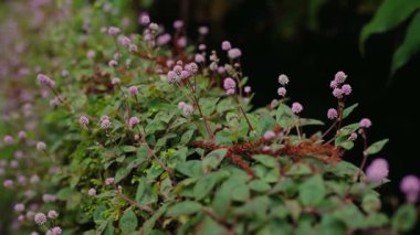 Bereketli bir Portekiz bahçesinde açan pembe çiçeklerin güzel yakın çekimi güzellikleri gözler önüne seriyor. Parkta büyüyen küçük güzel çiçeklere yakın çekim