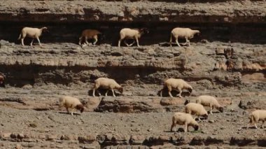 Bir koyun sürüsü kayalık Fas dağlarında otluyor. Koyunlar beyaz ve açık kahverengidir ve dağın farklı seviyelerinde yürürler. Fas manzarasının güzelliği