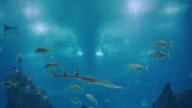 Dalgalı sualtı sahneleri çeşitli balıkları, vatozları ve derin mavi bir okyanusta yüzen bir köpekbalığını gözler önüne seriyor. Doğal su güzelliği ve deniz yaşamı. Çeşitli Balıklarla Sualtı Sahnesi