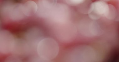 Yumuşak ışık ve bulanık daireler içeren soyut pembe bokeh arkaplan sıcak ve rüya gibi bir atmosfer yaratıyor. Festival, romantik ya da kutlama teması için mükemmel..