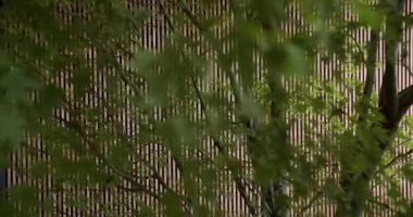 Yeşil yapraklar, açık kahverengi dikey ahşap kirişlere karşı nazikçe sallanırlar. Doğal ışık yaprakların arasından süzülerek huzurlu ve huzurlu bir ortam yaratıyor. Huzur hissi uyandırıyor.