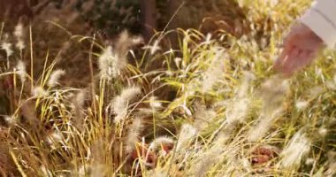Bahçedeki uzun otlara nazikçe dokunan bir kadın. Sonbahar renkleri, huzurlu atmosfer, sıcak güneş ışığı, bitkiler, mevsimler ve rahatlama.