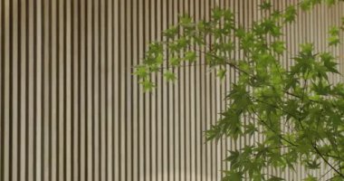 Japon akçaağacının yeşil yaprakları minimalist, açık kahverengi tahta tahta bir duvara hafifçe sallanıyor. Bu sakin sahne huzur ve huzuru çağrıştırıyor. Geçmişe ve doğaya uygun.,