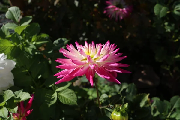 Warna Indah Bunga Dalia Dalam Taman — Stok Foto