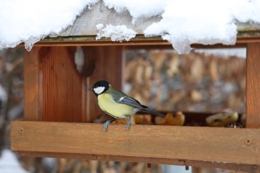 A tit sits at the feeder.