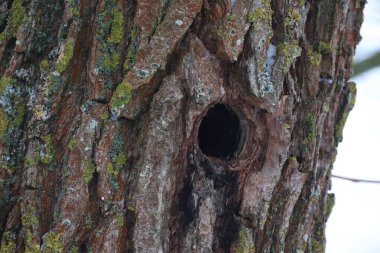 Bird hole in a tree trunk.