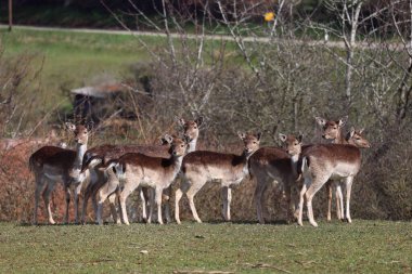 Ormanın kıyısındaki Roe geyiği.