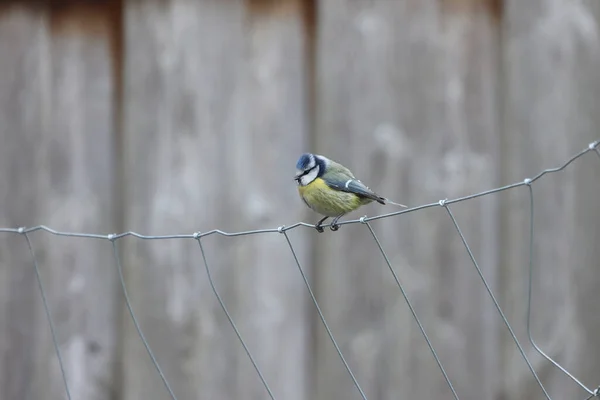 Tit Sits Wire Fence — 图库照片