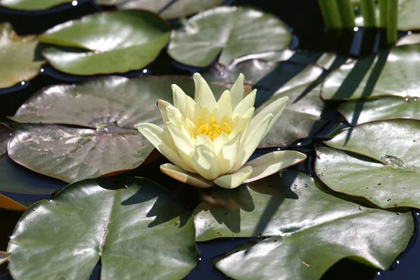 A beautiful water lily flower that hovers over the water.