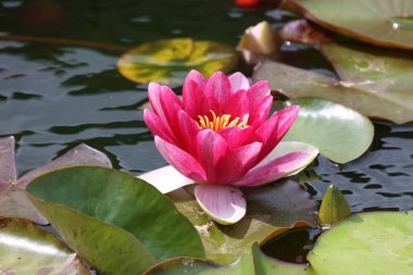 Suyun üzerinde süzülen güzel bir nilüfer çiçeği.