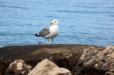 Martı sabah sahilde oturur..