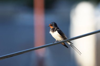 Swallow bir tel üzerinde oturur.