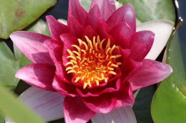 Suyun üzerinde süzülen güzel bir nilüfer çiçeği.