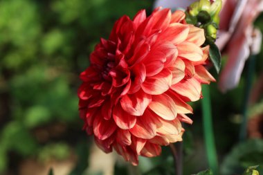 Parkta Güzel Renk Dalia Çiçek.